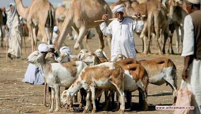 غضب سوداني من قرار سعوي بحظر استيراد الماشية