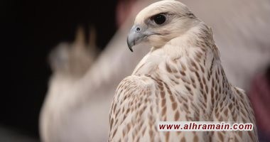  4.5 مليون دولار لـ &ldquo;مهرجان الصقور&rdquo; في ظل التقشف وعجز الميزانية