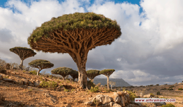 التحالف السعودي يقرّ بأزمة سقطرى الفاضحة لأطماع الإمارات بالجزيرة