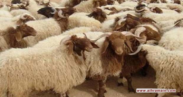 إستياء من ارتفاع أسعار الأغنام بسوقي المواشي بأحد رفيدة وخميس مشيط