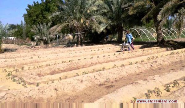 السلطات السعودية تبيت شراً لأهالي الرامس في العوامية